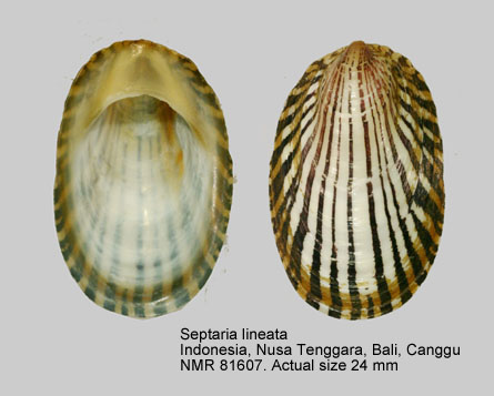 Septaria lineata (2).jpg - Septaria lineata(Lamarck,1816)